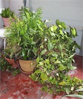 Generous Selection of Live Potted Plants