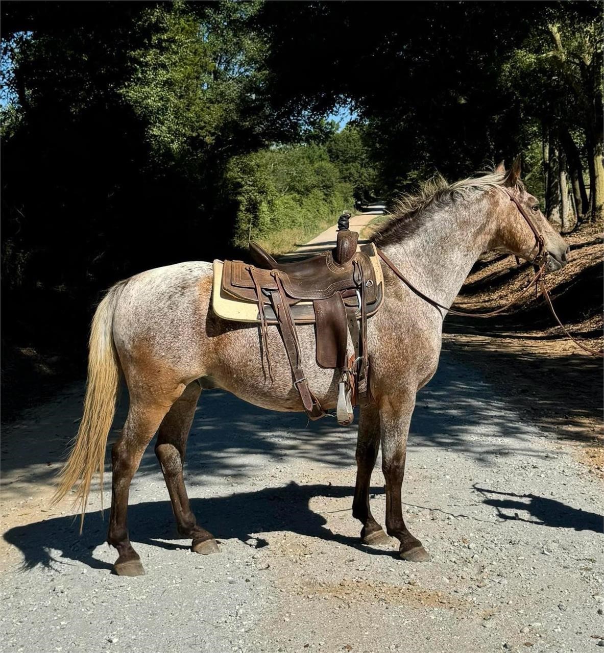 American Made Livestock Market RIDING HORSE SPECIAL