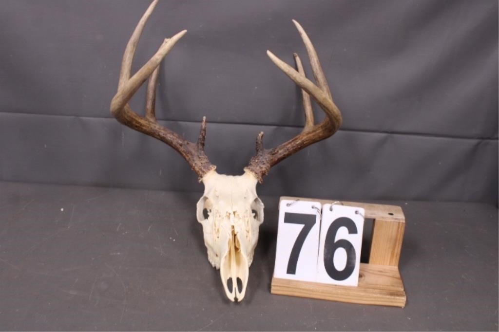 8 Point Antler W/ Skull