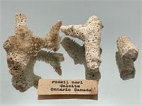 Fossilized Corals, Ontario Canada