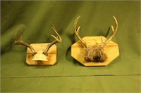 (2) 6 Point Deer Racks