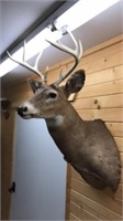 Whitetail head mount