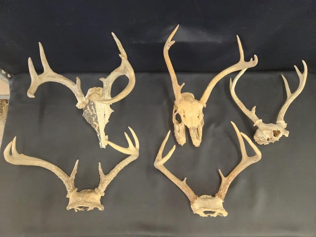 ASSORTMENT OF DEER ANTLERS & SKULLS