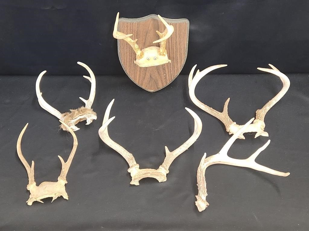 ASSORTMENT OF DEER ANTLERS