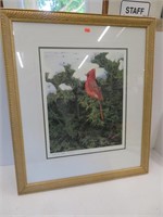Cardinal print, F DE Matteis, 340/500, 22" x 26"