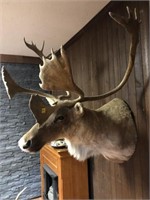 CARIBOU HEAD MOUNT