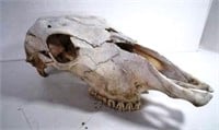 Large 17" Cow Skull with Teeth