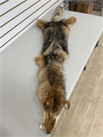 Coyote Full Body Hide