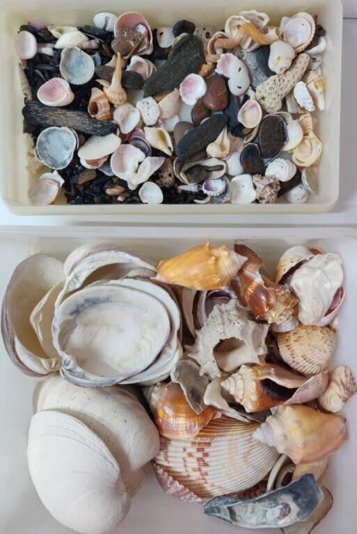 Lot of Shells & Other Collectibles