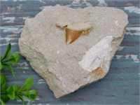 SHARK TOOTH IN MATRIX ROCK STONE LAPIDARY SPECIMEN