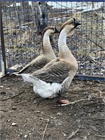 Trio-African Geese-2 hens, 1 gander-proven