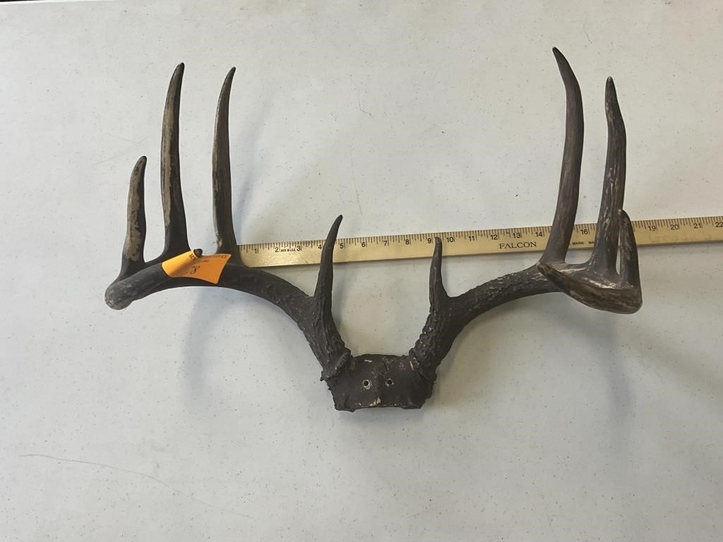 Mounts, Antlers, Beer Signs, & More