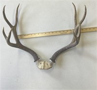 8 point antlers