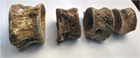 Lot of 4 Elasmosaurus Spine Vertebrae Segments