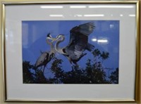 Framed Picture of 2 Birds