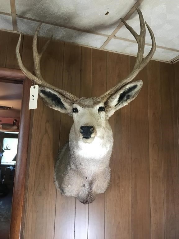 6 Point Deer Head Mount