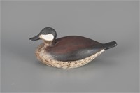 Miniature Ruddy Duck