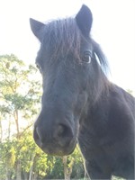 (VIC) BELLE - MINIATURE MARE