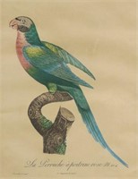 RED-BREASTED PARAKEET ENGRAVING AFTER BARRABAND