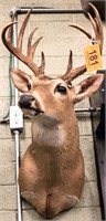 Taxidermy 12-Pt. Deer Stag Bust Mount Trophy