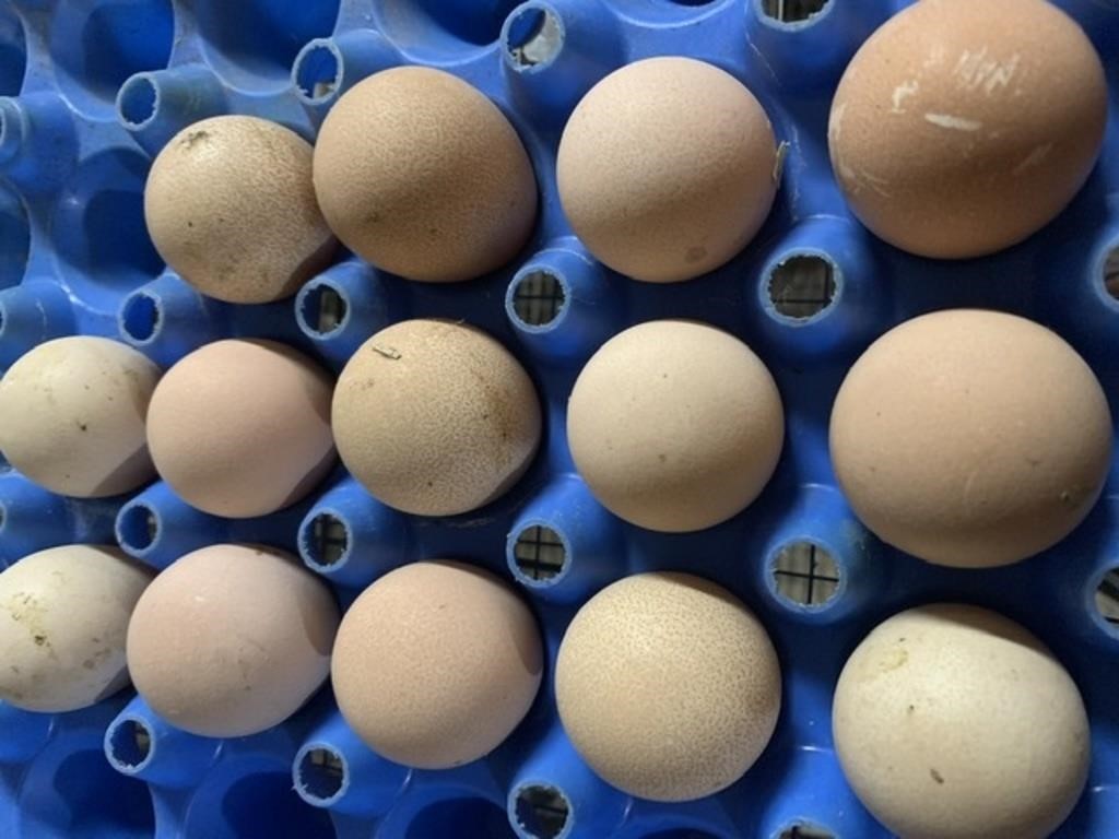 1Doz-Guinea Fowl-Hatching Eggs-Assorted Colours