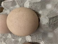 Peafowl Egg-Hatching Egg-Cameo/Opal/Pied Asst.