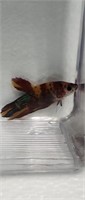 Male Koi plakat betta fish