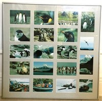 King Penguin Photos Metal Framed Wall Decor 23”