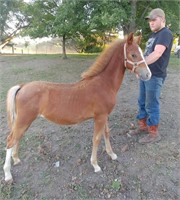 Weanling Morgan-Pony-Quarter Horse cross filly