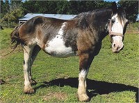 19 year old Clydesdale mare