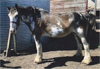 20 year old Clydesdale mare