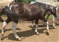 14 year old Quarter Horse mare