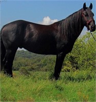 6 year old Friesian cross gelding