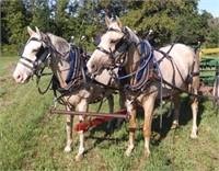 6 year old Belgian-Quarter Horse cross gelding