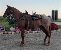 2 year old Quarter Horse mare