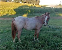 2 year old Morgan-Pony-Quarter Horse cross mare