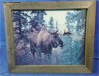 Framed picture of moose 23x19H