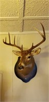 9 Point Buck Deer Mount