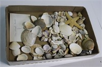 Sea Shells & Star Fish Lot