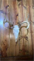 Deer skull wall mount