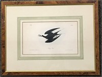 J. J. Audubon Print, Sooty Tern