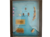 Honey Bee Life Cycle Display