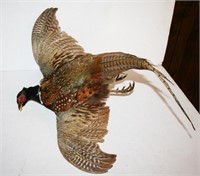 Pheasant Mount