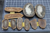 5 Mazon Creek Fern Fossils, Both Halves