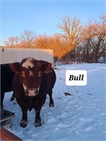 Cross Bred Beef Bull Tag B1