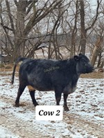 Cross Bred Beef Cow Tag C2