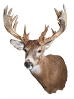 Trophy Whitetail Deer Taxidermy Shoulder Mount