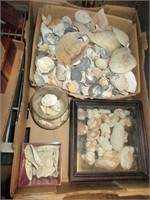 Shells and more large lot for crafts