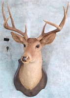 WHITETAIL DEER 8 POINT SHOULDER MOUNT-TAXIDERMY