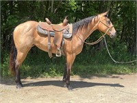 KLS Jacks Sally - 2022 Buckskin AQHA Mare